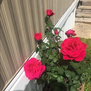 Meet your Posher, Erika